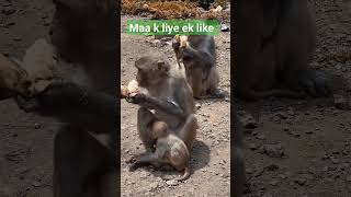 monkey mother youtubeshorts animals ytshorts [upl. by Aicrop]