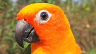 Sun conure happy bird singing sounds  Whose bird likes to watch this video [upl. by Haveman]