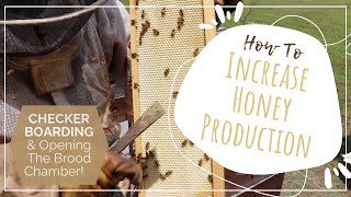 How to increase honey production Checkerboarding and opening the brood chamber [upl. by Thornburg593]