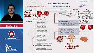 HEMATOLOGÍA  Anemias macrocíticas Anemia megaloblástica [upl. by Ellenid]