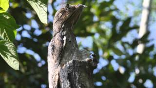 Common Potoo With Young [upl. by Aerdnaxela]