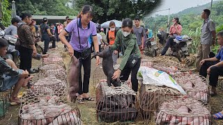 Going to the market to buy and sell thousands of piglets Buy a herd of native pigs to raise Ep 203 [upl. by Akinajnat152]