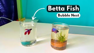 Betta Fish Bubble Nest  Fighter Fish Bubble Nest Hindi [upl. by Sherri]