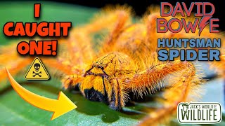 HUGE Huntsman SPIDER and I CAUGHT IT Heteropoda davidbowie [upl. by Assen]