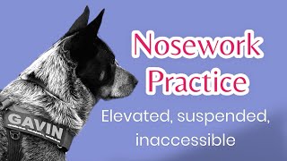 Nosework practice with Gavin [upl. by Shellans910]