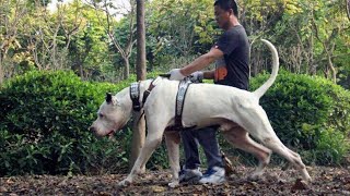 Pakistan Famous Dogs Market 👌 Kohati gultair Attack on bully Kutta  Dog Market  Pk Animals Vlogs [upl. by Arbrab645]