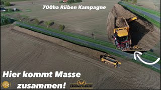 Hier kommt Masse zusammen 700ha Rübenkampagne in MV mit VREDO Selbstfahrer  Rüben Bunker Aufbau [upl. by Neahs603]