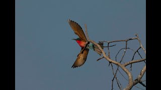 Carmine BeeEater Hide South Luangwa National Park [upl. by Garett521]