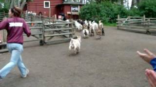 Goat Run Beacon Hill Park May 2010 [upl. by Attehcram]