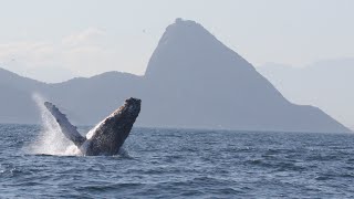 Baleias dando um show no mar do Rio de Janeiro [upl. by Aleta]