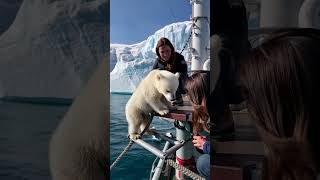 🐻‍❄️ Tiny Polar Bears Heartwarming Rescue 😍 PolarBearRescue WildlifeConservation ArcticAnimals [upl. by Arikehs100]