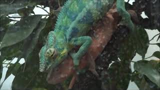 Panther chameleons breeding HD quality [upl. by Nauwtna]