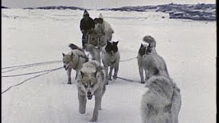 An InuitEskimo family in the Arctic 1959 [upl. by Melmon]