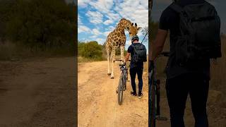 Close Encounter With a Giant Giraffe😱 [upl. by Annaek]