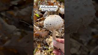 เห็ดร่มหรือปล่าว พิกัด Wisconsin USA Are these Shaggy Parasol แม่บีอีสานยูเอสbeeusa beeusa [upl. by Meela230]