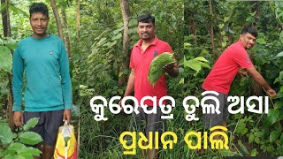 Nuakhai ଲାଗି କୁରେ ପତର ତୁଲି ଆସିଛୁ  sambalpuriarabiyoutubeshorts viralvideonuakhaijuhar [upl. by Kcirret]