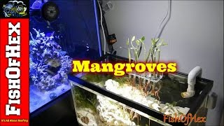 Adding Mangroves To Display Refugium [upl. by Bergeman916]