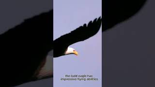 Bald Eagle Majesty and Symbol of America amazing facts amazingwildlife [upl. by Ashely]