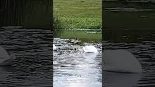 Stowe Gardens Swans [upl. by Constance]