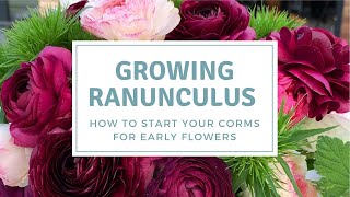 How To PreSprout Ranunculus Corms  Grow Ranunculus For Early Flowers [upl. by Esma]