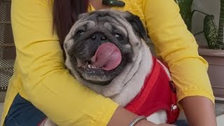 My puggy playful with lots of energy🐶❤️pug dog video [upl. by Aikyt]