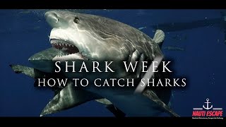 Shark Week  Best bait to attract sharks [upl. by Kimberli439]