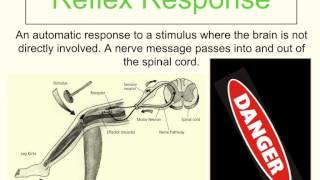 Coordination and Control Part 2 of 3  StimulusResponse Model and Reflex Response [upl. by Hpeosj]