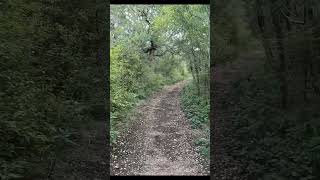 Wildcat Trail at Government Canyon SNA shorts nature hiking trails optoutside [upl. by Olshausen]