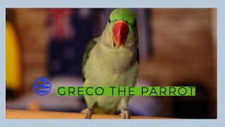 Greco the Parrot talking Greek [upl. by Elliven]