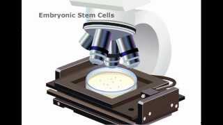 Embryonic Stem cells Explained [upl. by Leesa600]