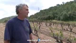 Carcès vignerons touchés par la grêle [upl. by Nauaj]