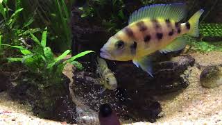 Neolamprologus tretocephalus and sexfasciatus [upl. by Domash228]