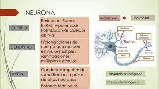 TEJIDO Y SISTEMA NERVIOSO clase histología carpeta UDABOL [upl. by Luna]