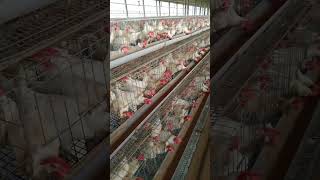 Layer poultry farm मुर्गी की cage से bit यानी मुर्गी के खाद की दूरी कितना रहना चाहिएअंडा फार्मss [upl. by Ayisan]