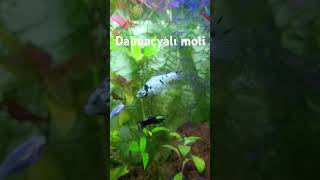 Dalmaçyalı moli aquarium aquascape fish fishtank aquariumfish [upl. by Loralyn29]