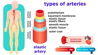 Atherosclerosis  Pathophysiology [upl. by Ablem573]