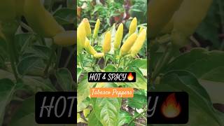 HOT amp SPICY TABASCO PEPPERS [upl. by Atived386]