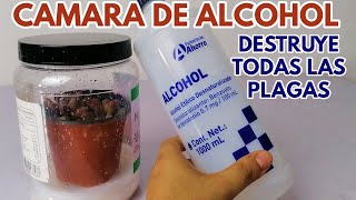 camara de alcohol para eliminar plagas en suculentas donsuculento [upl. by Abie]