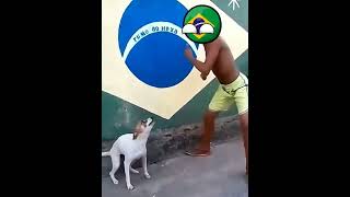 Brasil bailando con el perro brasileño xd countryballs shorts memes [upl. by Calore]