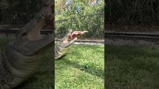 Giant Saltwater Crocodile Crunching Ribs youtubeshorts crocodile shorts wildlife [upl. by Eitsyrhc659]