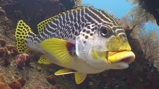 Diving in Bali 720p [upl. by Kingsley]