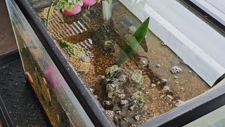 Safely Use Tap Water In Fish Tank How to remove the Chloramine [upl. by Yot]