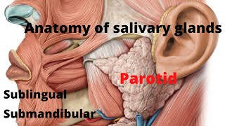 16  Anatomy of salivary glands [upl. by Ransell]