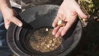 Gold Panning at Gold Creek from Juneau Alaska [upl. by Ozzy]