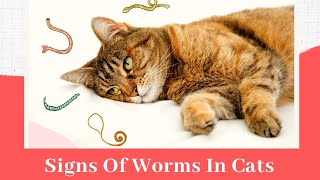 Signs Of Worms In Cats 😾Cat Worms Causes And Symptoms [upl. by Furiya302]