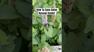 How To Save Anise Hyssop Seeds shortsvideo [upl. by Crissie]