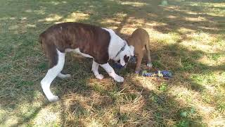 Alapaha BlueBlood Bulldog puppies playing [upl. by Acirema]