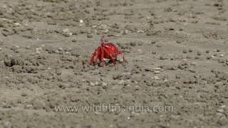 Red Fiddler Crab scrabbling around in Sunderbans sand [upl. by Icart37]