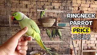 Green Indian Ringneck Parrot Price 2022 [upl. by Alehtse]