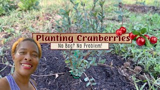 We Planted Cranberries  And YOU Can TOO  Health Benefits Ideal Soil Conditions 2 Varieties [upl. by Maud976]